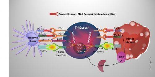 Pembrolizumab 276428