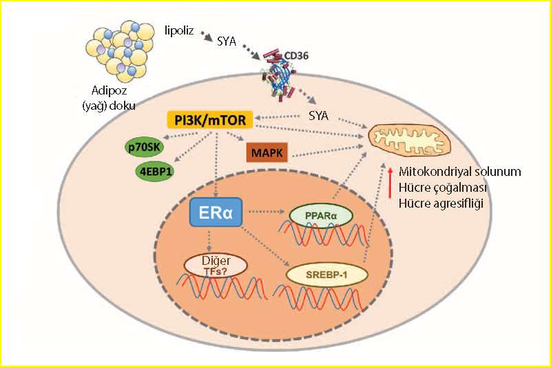Proposed mechanism for obesity associated postmenopausal ER positive breast cancer 817090