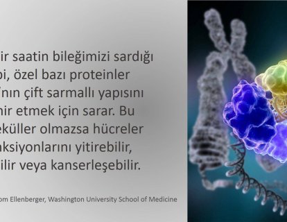 Prostat Kanserlerinde Meme Kanserine Benzer Kalıtsal Geçiş Saptandı
