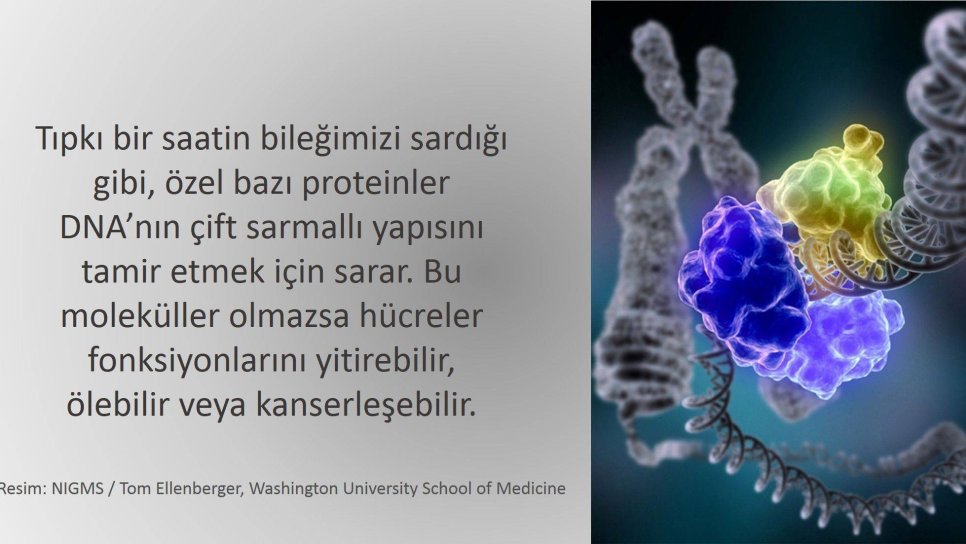 Prostat Kanserlerinde Meme Kanserine Benzer Kalıtsal Geçiş Saptandı