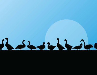 Sağlıklı yağ nedir? Kaz yağı en sağlıklı hayvansal yağ olabilir mi?