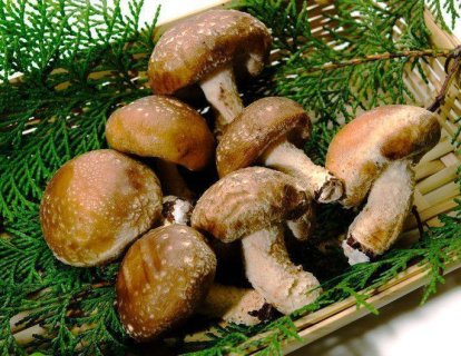 Shiitake Mantarının Kanser Tedavisinde Kullanımı