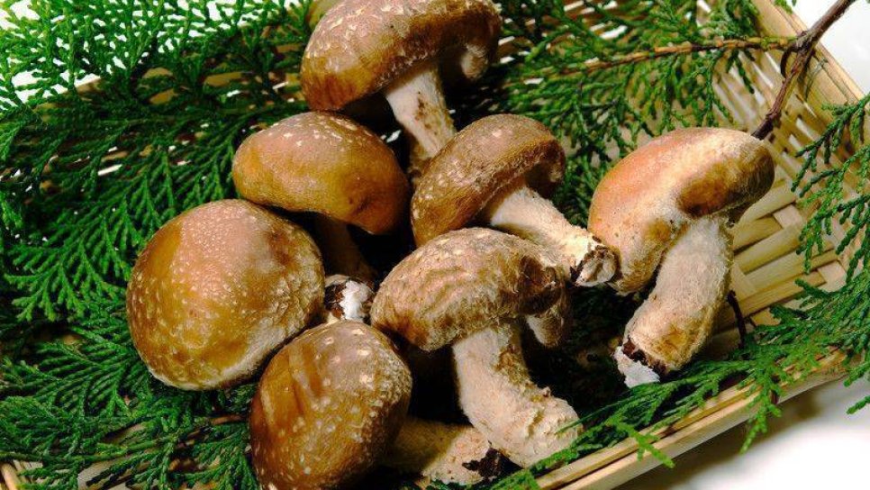 Shiitake Mantarının Kanser Tedavisinde Kullanımı