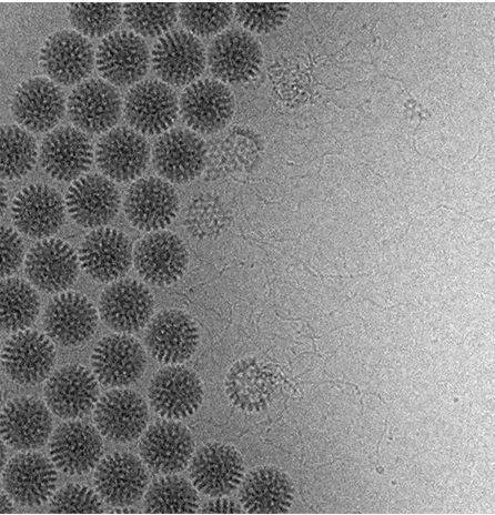 Smian rotavirus partikullerinden cikan cift zincirli RNA genomunun Cryo elektron mikroskobu goruntu