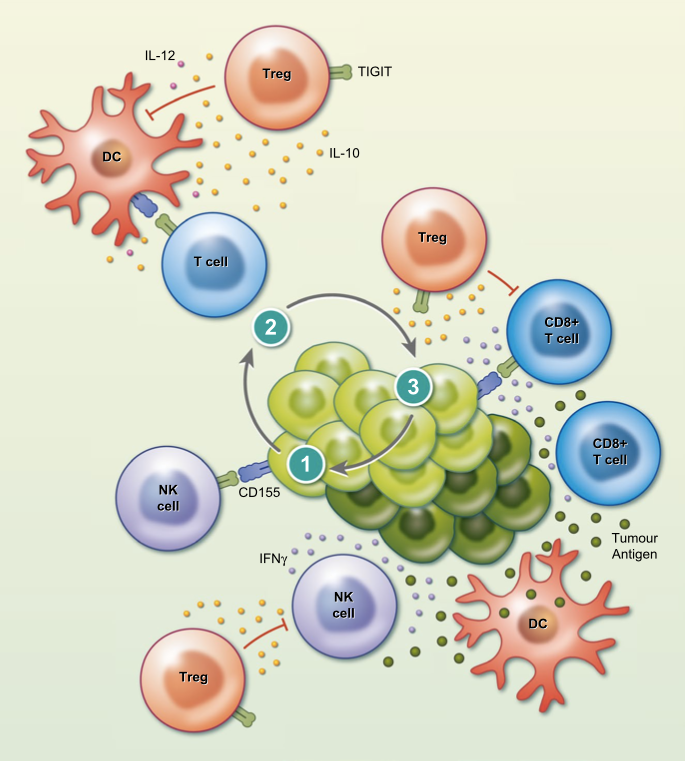 TIGIT mekanizma kanser immunoterapisinde yeni bir immun kontrol noktasi hedefi 405388