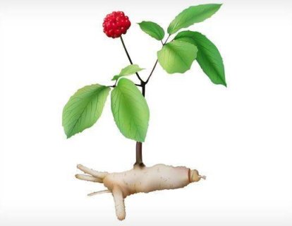 Tamamlayıcı Tedavi Olarak Kullanılan Ginseng Kansere Bağlı Halsizliği Azaltıyor