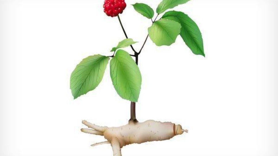 Tamamlayıcı Tedavi Olarak Kullanılan Ginseng Kansere Bağlı Halsizliği Azaltıyor