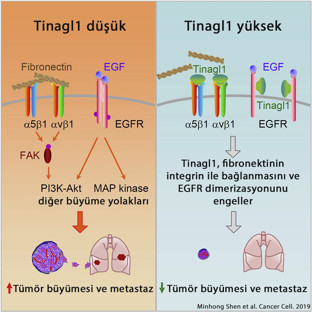 Tinagl1 ile integrin FAK ve EGFR sinyalinin baskilanmasi uclu negatif memem kanserinde 347492