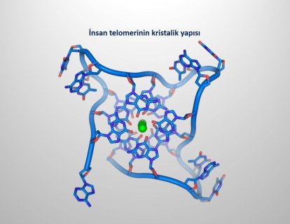Yazı dizisi: Telomer ve Kanser ilişkisi 1. Telomer nedir? Sigara kullanımı ve obezite, telomer kısalmasını tetikler mi?