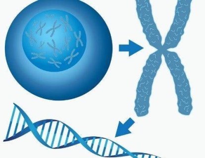 Yazı Dizisi: Telomer ve Kanser İlişkisi 3. Telomer Odaklı Kanser Araştırmalarında Son Gelişmeler