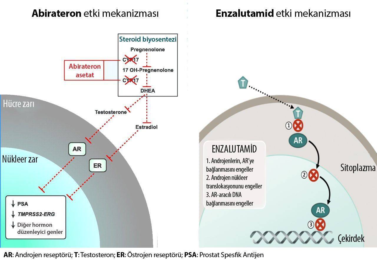 abirateron zytiga ve enzalutamid xtandi etki mekanizmasi prostat kanseri tedavisi 653919