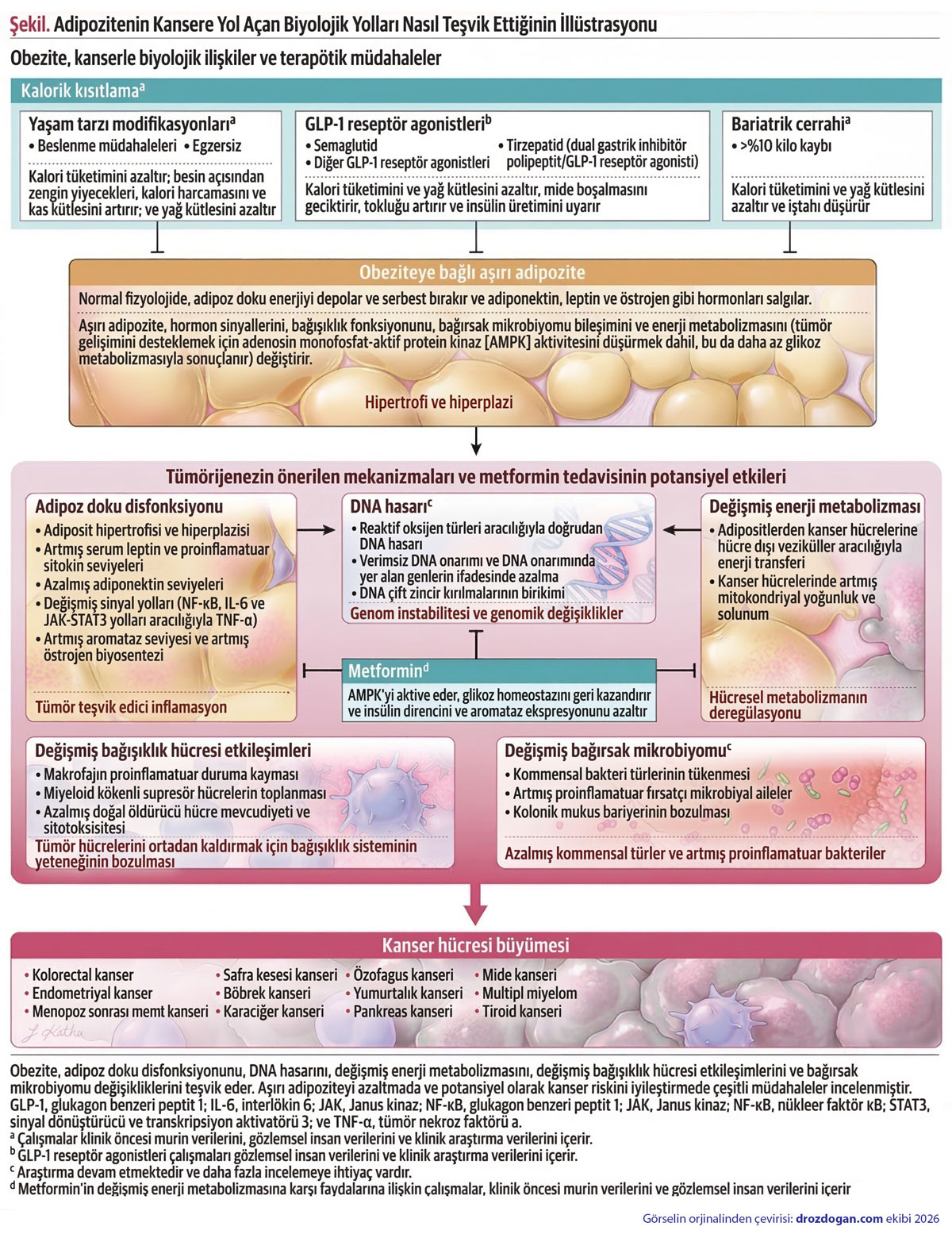 Illustration of how adiposity, or excessive fat tissue, causes cancer and promotes its biological pathways