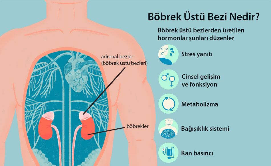 What is adrenal metastasis adrenal glands