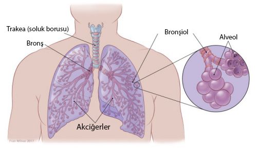 Anatomie der Lunge