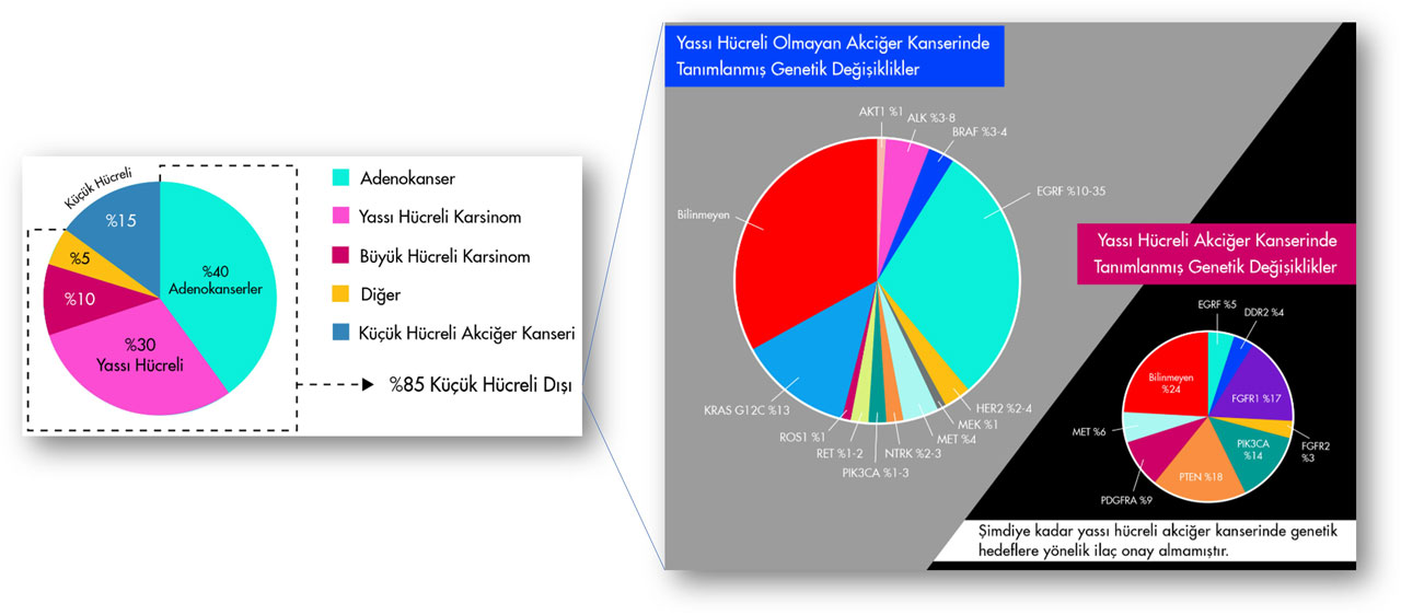 akciger kanser turleri khak khdak adenokanser yassi hucreli egfr alk pozitif 33724