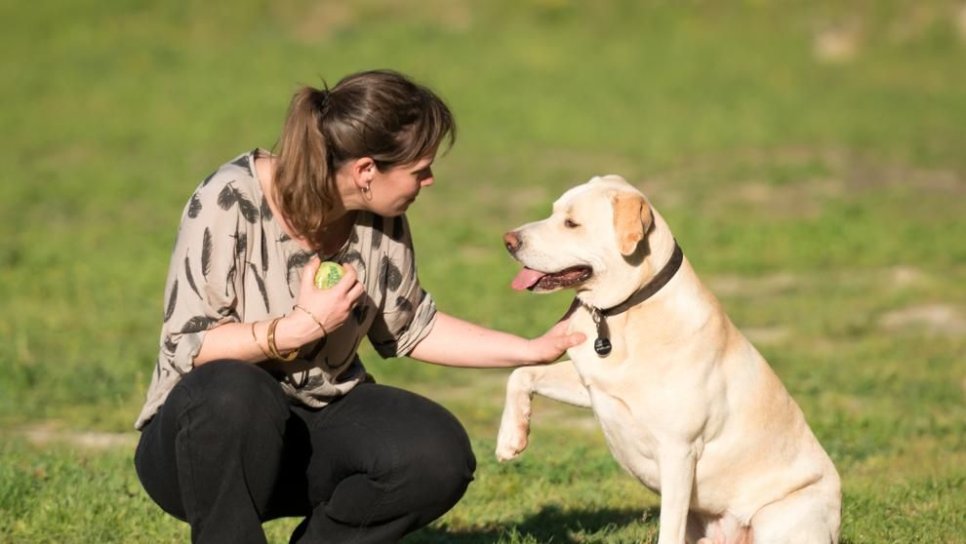 Akciğer Kanserine Yüksek Doğrulukla Erken Tanı Koyan Eğitimli Bir Köpek
