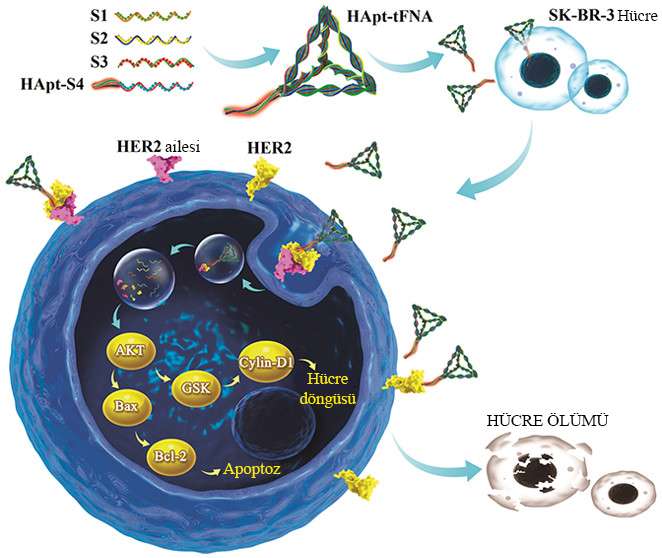 akilli dna nanorobotlari HER2 reseptorune baglanip meme kanseri hucresini yok ediyor 761672