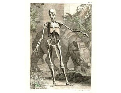 Albinus ve İnsan Vücudu Tabloları 1747 – O zamana kadarki en güzel anatomi tasvirleri