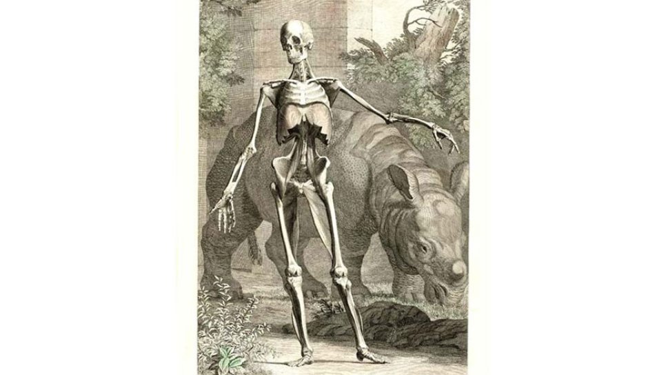 Albinus's Tables of the Human Body 1747 – The Most Beautiful Anatomical Depictions of Their Time