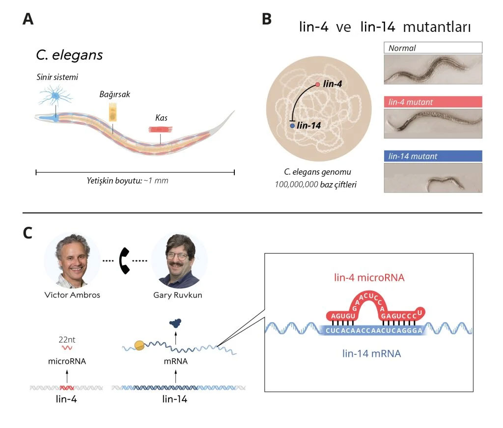 Ambros və Ruvkun C elegans lin 4 və lin 14 mutantlarını araşdırdılar — Nobel Tibb Mükafatı 2024