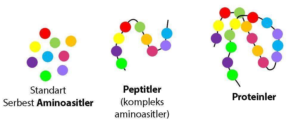 aminoasit peptit protein 36040