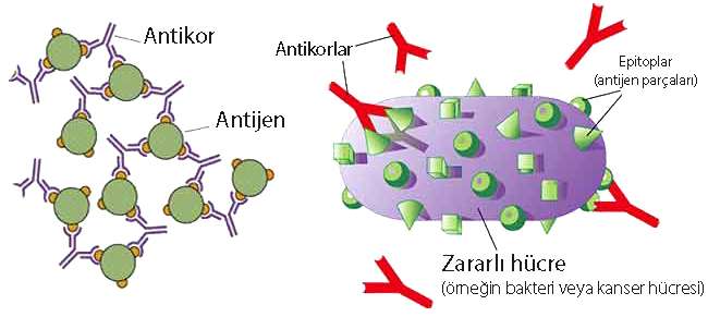antikor antijen farki 839177