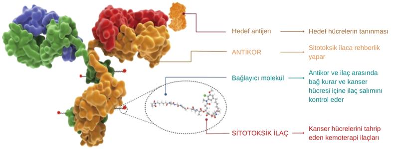 antikor ilac konjugati nedir yeni nesil kanser tedavisi solid tumor 819639