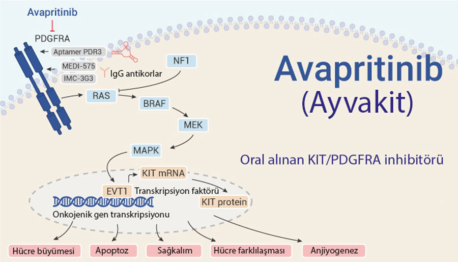 Wirkmechanismus von Avapritinib (Ayvakit)