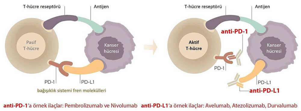 avelumab bavencio immun kontrol noktasi duzenleyicileri inhibitorleri pembrolizumab keytruda nivolu