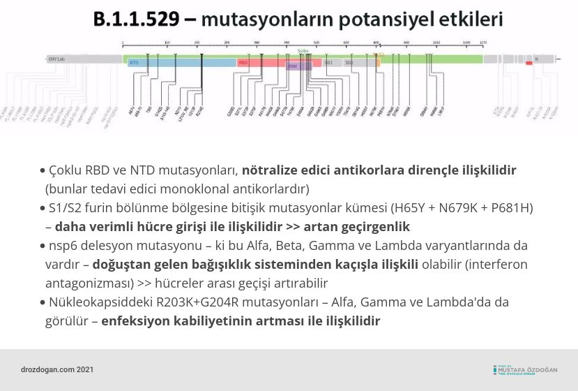 Potenzielle Auswirkungen der Mutationen der Variante b 1 1 529 nu