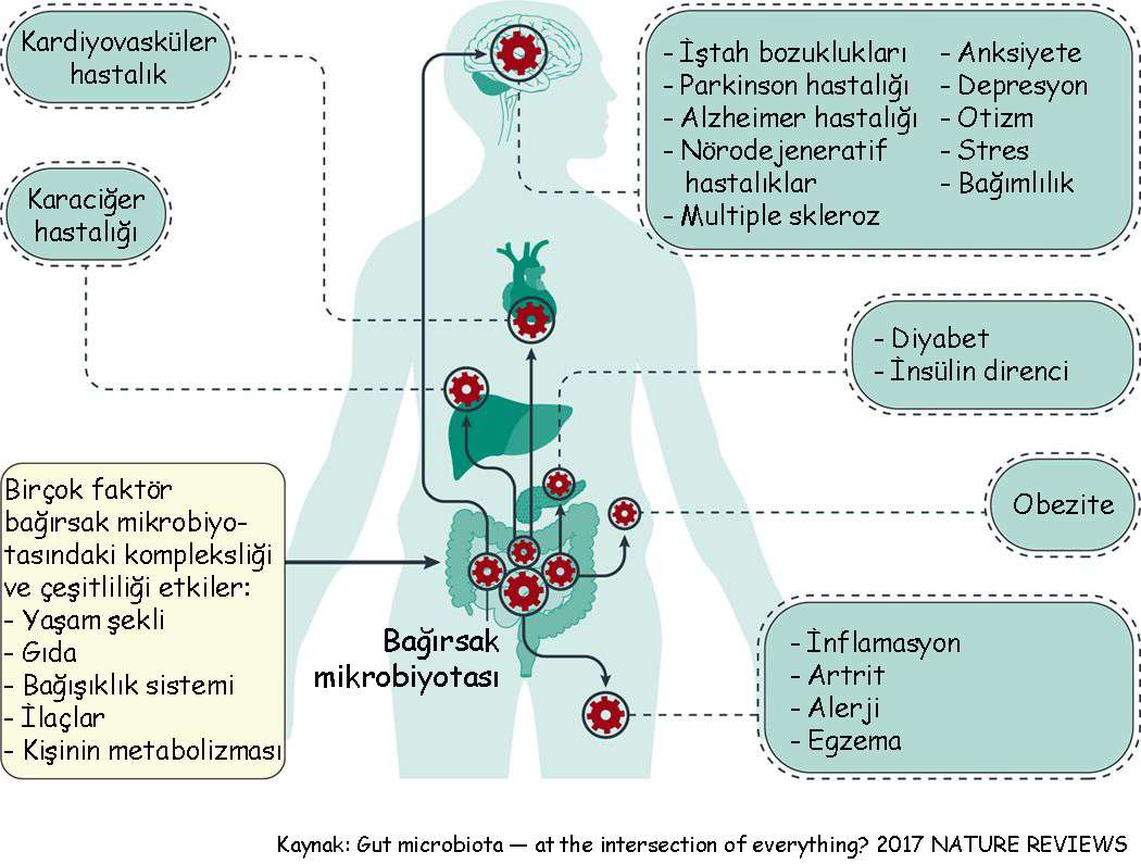 which diseases are associated with gut microbiota