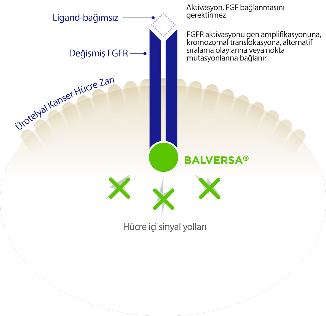 Wie wirkt Balversa (Erdafitinib)?