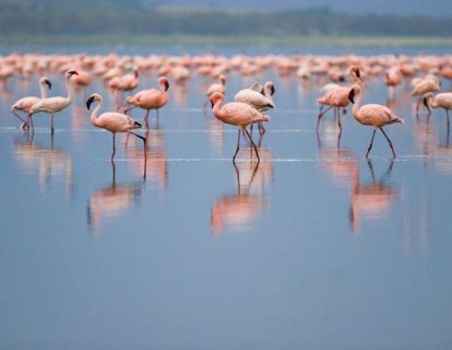 Baş boyun kanserleri ve HPV ilişkisi