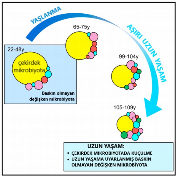 Nondominant variable microbiota