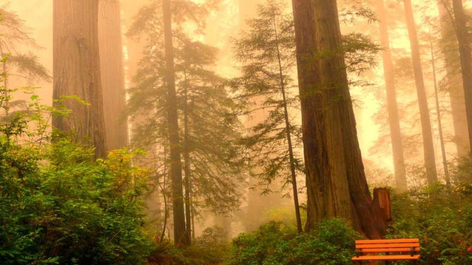 What Are the Differences Between Anticipatory Grief and Grief After a Death?