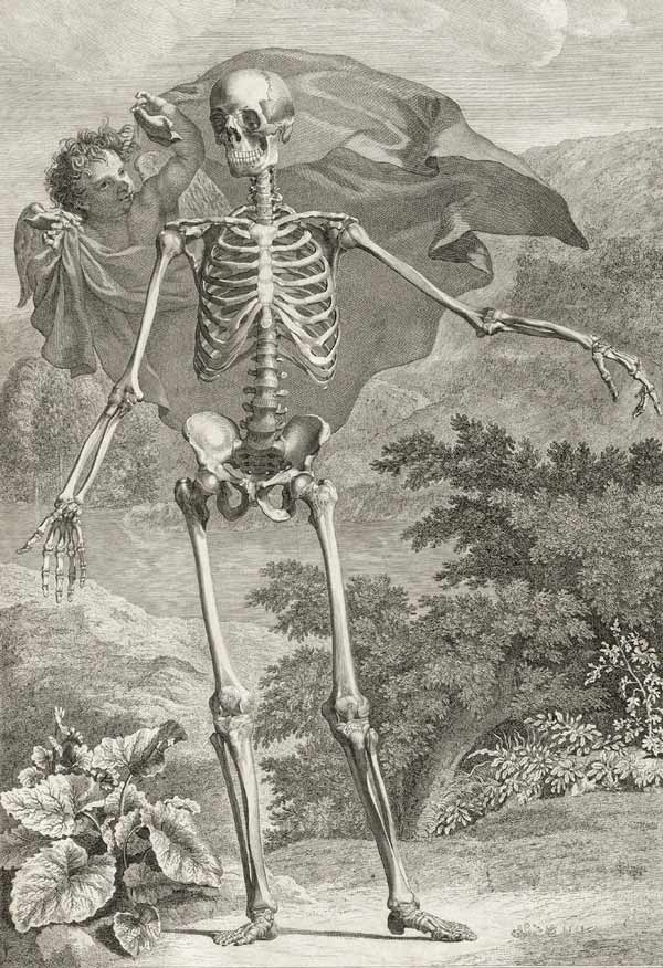 Bernard Siegfried Albinus Engraving Tabulae sceleti et anatomy drawings