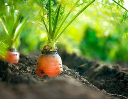 Beta-Karoten ve Kanser