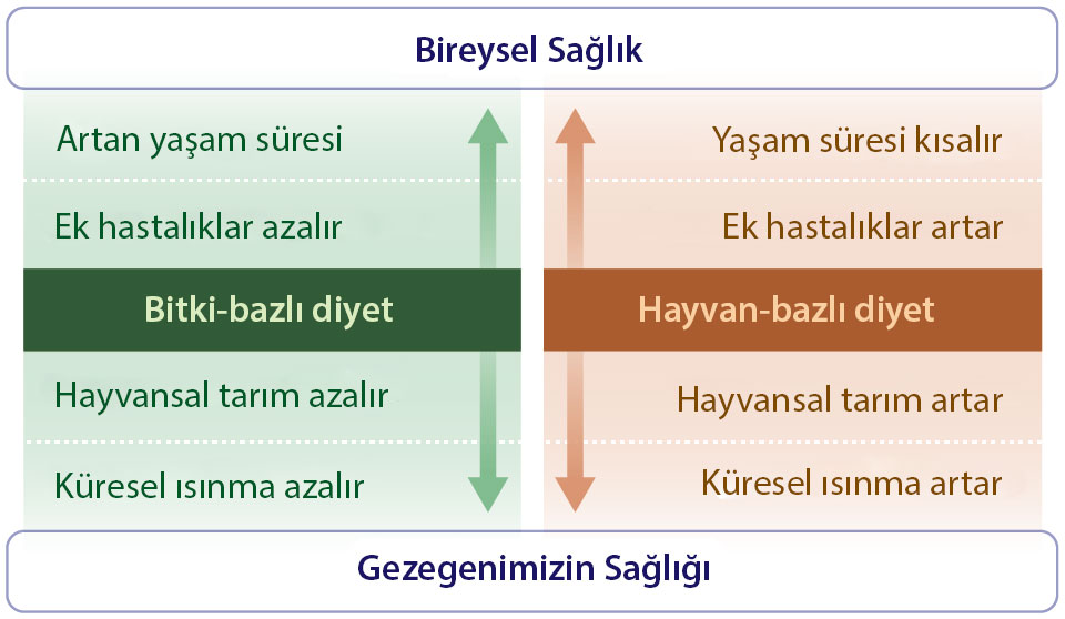bitki ve hayvan bazli diyetin bireysel ve gezegen sagligina etkileri yasam suresi 265237