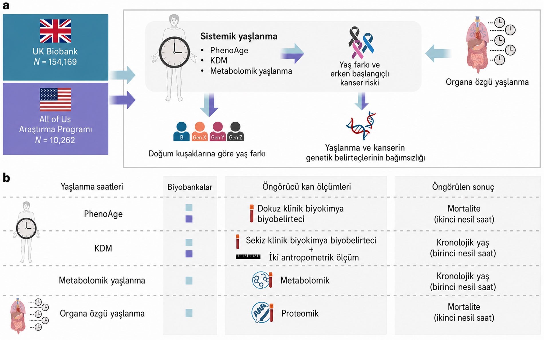biyolojik yaslanma ile erken baslangicli kanser riski arasindaki iliski biological aging and the ri