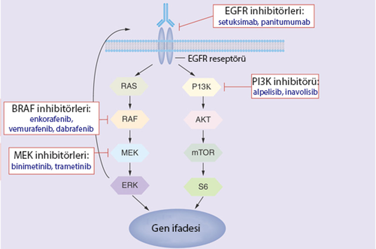 braf inhibitorleri etki mekanizmasi nasildir enkorafenib vemurafenib dabrafenib binimetinib trameti