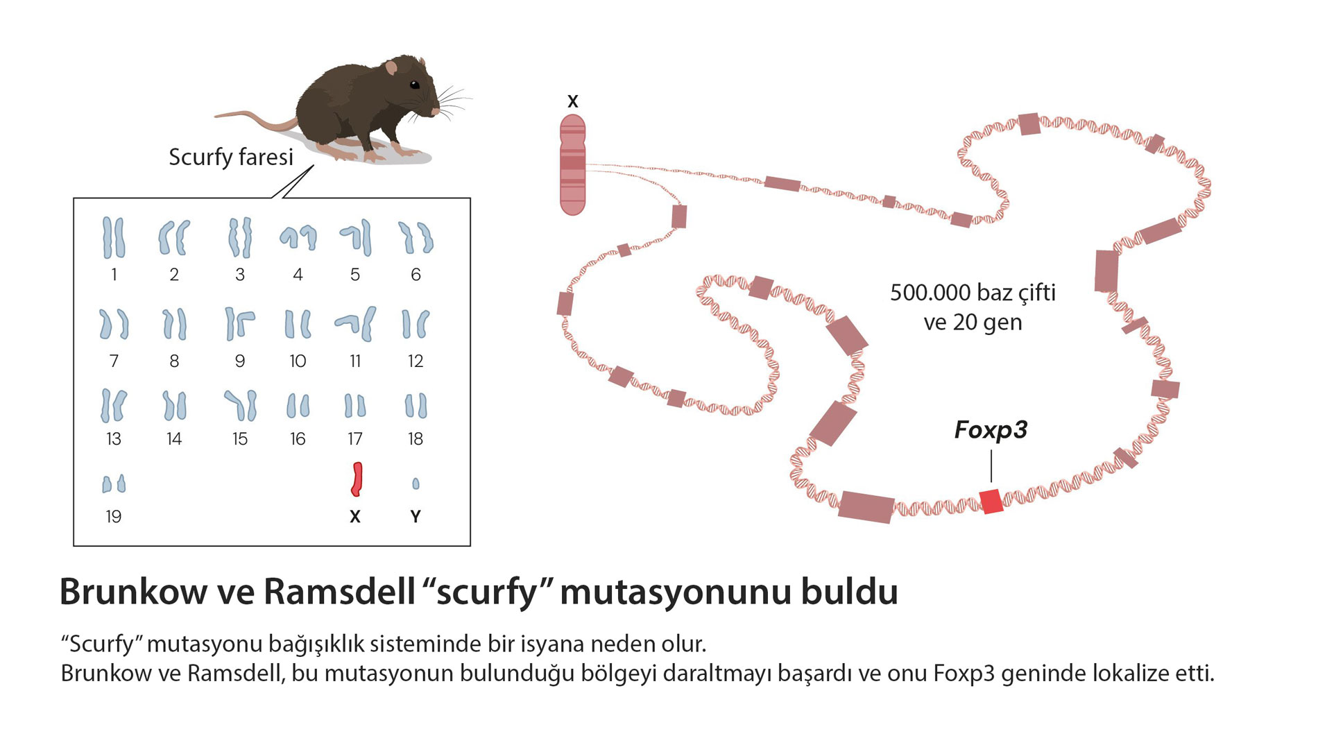 Brunkow وRamsdell يجدان طفرة scurfy، نوبل الطب 2025