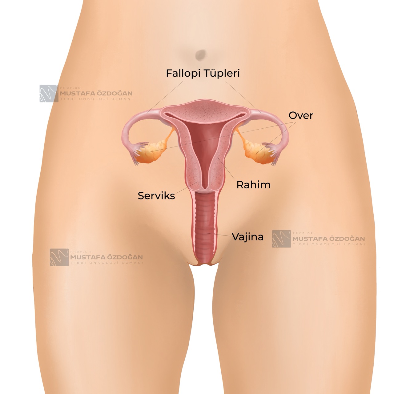 buyuk over kanseri kadin ureme organlari anatomisi 331080