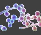 Candida Mantarı Nedir? Belirtileri, Nedenleri ve Tedavisi