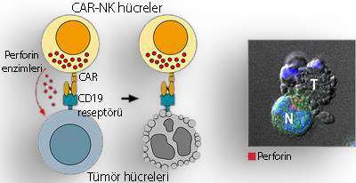 mechanism of action of car nk cells