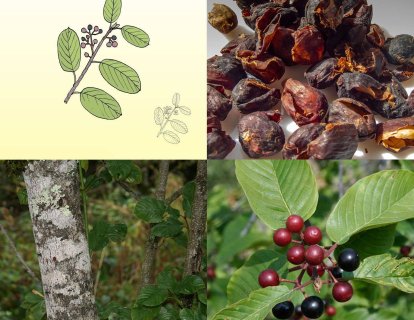 Cascara (kutsal kabuk) nedir? Hangi tıbbi durumlar için kullanılır, kanserde etkili mi?