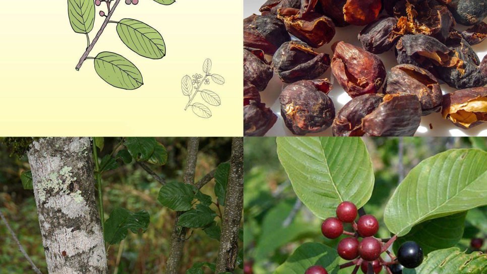 Cascara (kutsal kabuk) nedir? Hangi tıbbi durumlar için kullanılır, kanserde etkili mi?