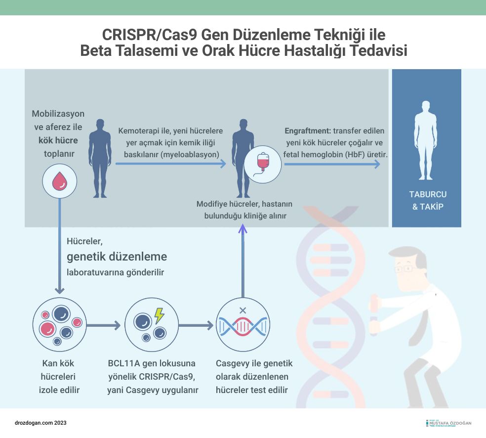casgevy crispr cas9 beta talasemi ve orak hucre anemi tedavisi bcl11a gen lokusu duzenleme 973285