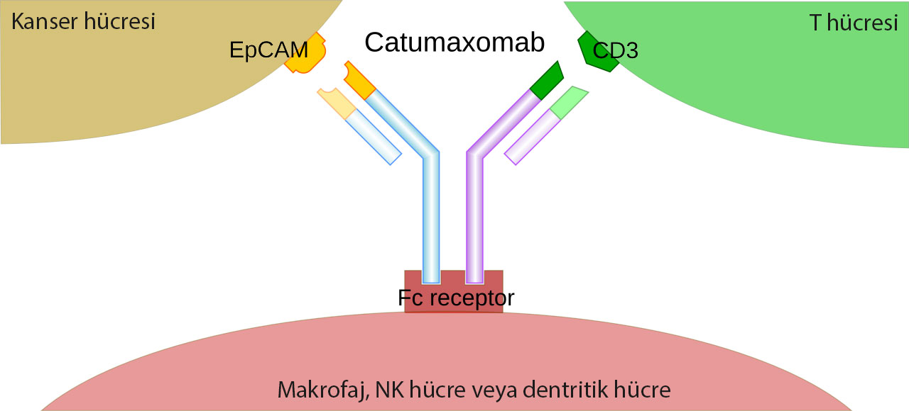 Catumaxomab Korjuny təsir mexanizmi necədir