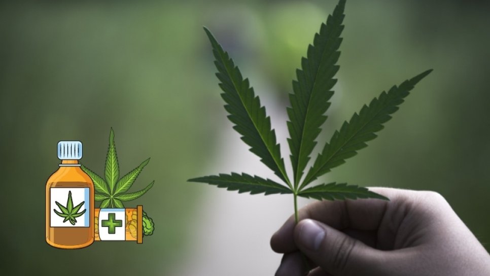 Was sind CBD, THC und Cannabisöl? Gesundheitliche Wirkungen der aus Hanf gewonnenen Stoffe