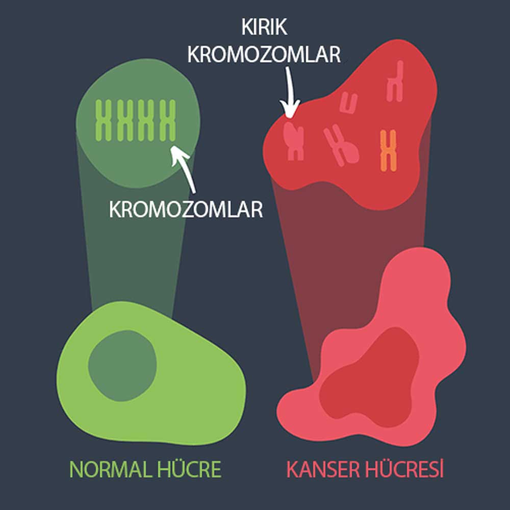 Xərçəng hüceyrələrində nüvənin tərkibi çox fərqlidir xromosom sayı yanlış ola bilər və mövcud xromosomlar hissələrin itməsi və ya əlavə olunması səbəbindən çox vaxt qırılır